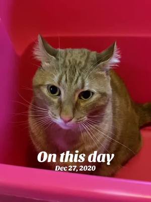 A post by @jacx_n_cats on TikTok caption: #onthisday 