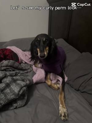 A post by @tori_crackel on TikTok caption: They changed my Saluki into a Doberman with a fro🤨 #CapCut #dogsoftiktok #saluki #sighthound 