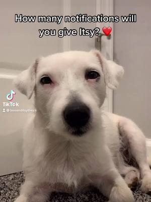 A post by @booanditsythejrs on TikTok caption: How many will you give? 🐶🐶 #tiktok #doggy #dogsoftiktok #jackrussels