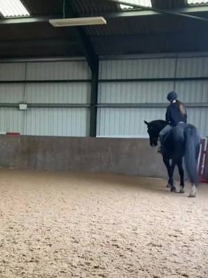 A post by @x.equine_eloise.x on TikTok caption: Dora yesterday❤️#foryouu #pandora 