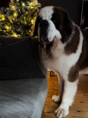 A post by @kingsley_st_bernard on TikTok caption: Worlds best dog thief #kleptomaniac #share #saintbernard #famousdogsoftiktok #funnydogs #funny #klepto #chase #laughing #fyp #foruoupage #dog #dogtok #usa_tiktok #cnn #foxnews 