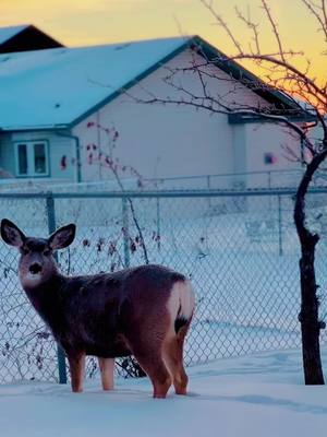 A post by @________moon_cool_______ on TikTok caption: #goodmorning #mooncool #winter #deer #snow