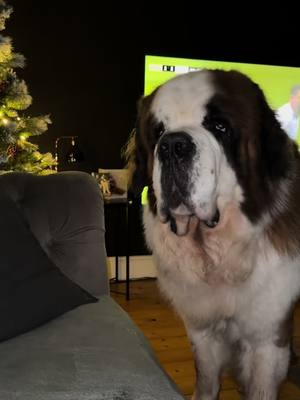 A post by @kingsley_st_bernard on TikTok caption: The kleptomaniac king #kleptomaniac #share #saintbernard #famousdogsoftiktok #funnydogs #funny #klepto #chase #laughing #fyp #foruoupage #dog #dogtok #usa_tiktok #cnn #foxnews #puppylove 