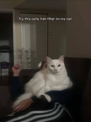 A post by @tworescuedcats on TikTok caption: #aifilter #catsoftiktok #cat #whitecat #curlyhair #curlyhairroutine #cats #catlover 