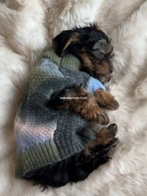 A post by @veneziamoe on TikTok caption: Little Carlo is enjoying his new home 🐶 #puppy #yorkiepoo #newpuppy #newfamilymember #welcomehome 