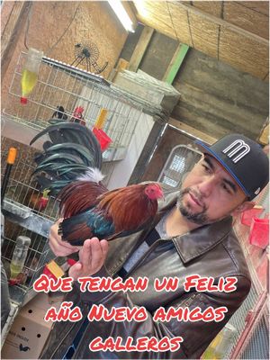 A post by @renechavoruco on TikTok caption: #fyp #rooster 