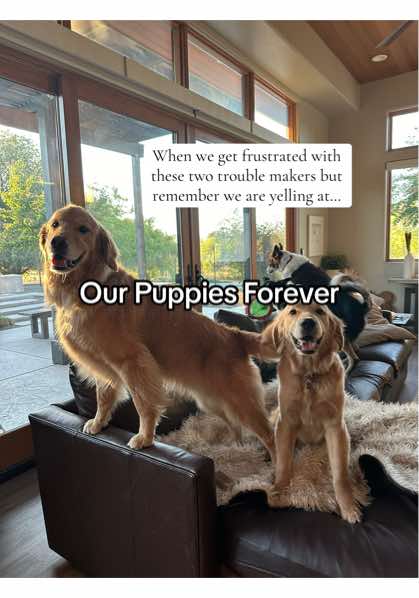 A post by @thegoldennamedbentley on TikTok caption: How can you stay mad at them when you remember that they looked like this …##fyp##relatable##goldenretriever##dogsoftiktok