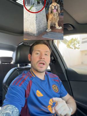 A post by @chemanimals on TikTok caption: Tipsito rápido para mascotas en domingo pt. 1