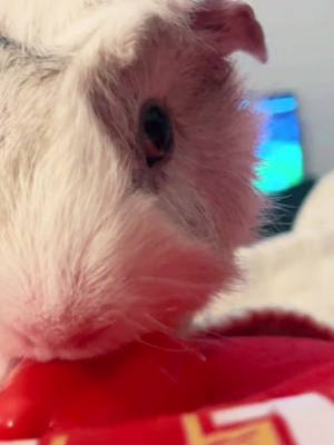 A post by @sydney.bradley on TikTok caption: ✨Guinea Pig ASMR✨ #fyp #guinapig #asmr #animal 