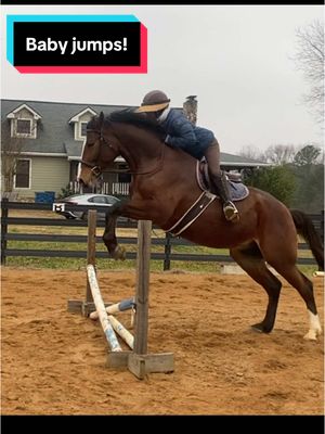 A post by @ahstew227 on TikTok caption: Baby Rime got the all clear from the vets to go ahead and start to work in some little jumps in his rides every now and again! :) #fyp#foryou#foryoupage#horse#horsetok#horsesoftiktok#horsegirl#equestrian#horses