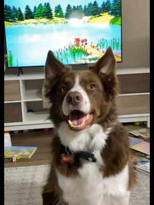 A post by @kendracoleeex on TikTok caption: Comment if you watched the entire video! Thanks for watching 🫶🏻 #bordercollie #fyp #viral #dogmom 