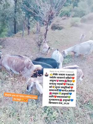 A post by @dhanmayablon89 on TikTok caption: Replying to @raj_3934 dukhale paxati herxa chintale yetauta herxa #dhanmayablon89 #dukhalepaxatiherxachintaleyetauta #vclf🇳🇵🇳🇵 #foryou #viralvideo #nepalitiktok #foryoupage 