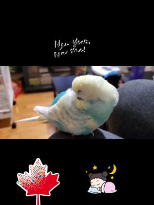 A post by @clementine_33 on TikTok caption: New year and new hope #petlover #bird #photography #cutebaby #cutecat #cutedog 