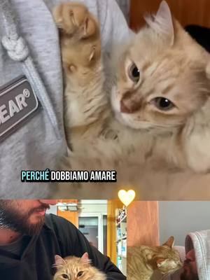 A post by @giuseppe094__ on TikTok caption: 🧡  #pensieri #gatti #perte #neipertee #gattiditiktok #pensieriprofondi #fyp #dedichespeciali 