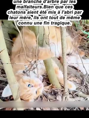 A post by @sjxue1 on TikTok caption: #foryou #france #francetiktok #francetiktok🇫🇷 #france🇫🇷 #animal #lovestory #tiktok 