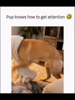 A post by @funnycutezdog on TikTok caption: Funny and cute dogs compilation 🤣 🐕 #funnydog #funnypet #cutedog #dogsoftiktok #dog 