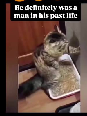 A post by @mr.sayitback on TikTok caption: This cat has been here before as a man 