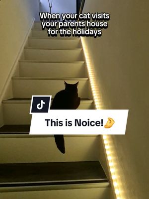 A post by @kitty.theduchess on TikTok caption: This is Noice!🤌 #funnycats #funnyvideos #catsoftiktok #catmemes #memes #kittytheduchess 