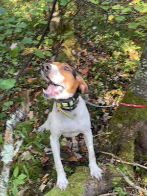 A post by @ericksons_walkerhounds on TikTok caption: Good ol boy Ace!!! #whenthetailgatedropsthebullshitstops #onehellofalife #hounddogcountry #keepourheritagealive #thisiswhatilivefor #nootherway 