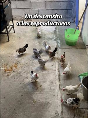 A post by @jordijuarez7 on TikTok caption: Un descansito a las reproductoras #kikirikisjordyjuarez #kikirikis #gallitosminiatura #viral_video #gallitos #gallinasfelices #gallinas 