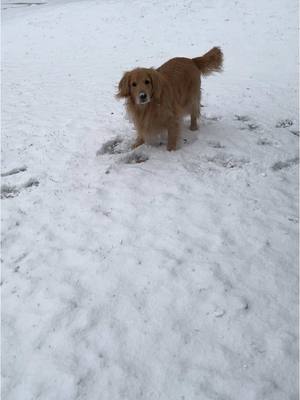 A post by @chubbsthegolden on TikTok caption: California boy meets snow  #santaiknowhim #snowdog #snowday #christmas #goldenretriever 