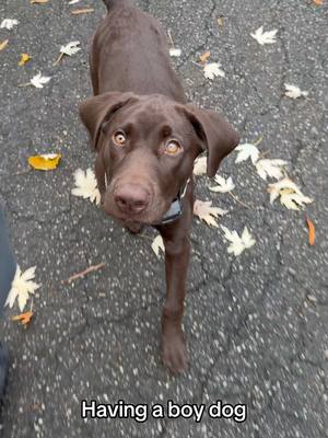 A post by @maryrocc on TikTok caption: The constant side eye..  #goldenretriever #chocolatelab #dog 