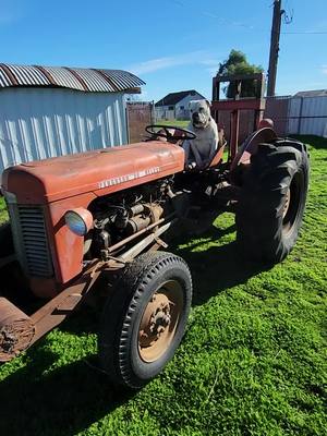 A post by @pacorockcruz on TikTok caption: #lovelydog #oldcowboy #friendforever #tractors #lincenseddriver #🤙🤙🤙 