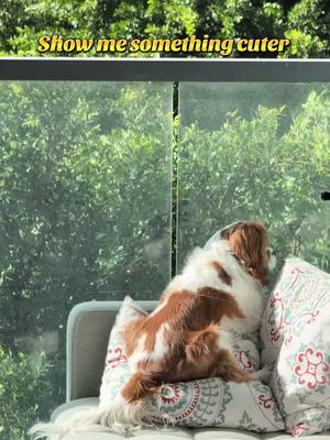 A post by @lev_king_charles on TikTok caption: The way he sits on the pillow watching the people walk on street #dog #kingcharlescavalier #cute 