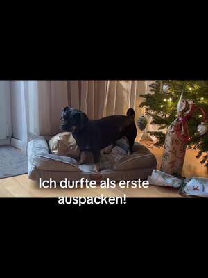 A post by @ellie_thedachshund_pug on TikTok caption: #weihnachten #Geschenke #Dackel #Mops #Pug #Dachshund #Puppy #Welpe #Munich 