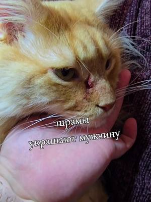 A post by @pelzigertiktokersam on TikTok caption: шрамы украшают мужчину #маинкун #katze #скороновыйгод 