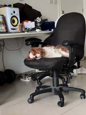 A post by @lev_king_charles on TikTok caption: 😅😂 #dog #kingcharlescavalier #cute 