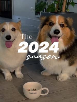 A post by @the.chees on TikTok caption: 2024 was a blur. A blur of snacks, naps, and tail wags like there’s no tomorrow. 🐾 . . . #fyp #foryoupage #recap #corgilife #lycheethecorgi #thechees #mocheethecorgi #corgi #corgis #dog #corgisofinstagram #corgipuppy #9gag #barked #corgistagram #corgiplanet #corgicommunity #corgipuppies #cute #corgibutt #myfavcorgi #weeklyfluff #instadog #dogsofinstagram #doglover #puppy #puppies #puppiesofinstagram #dogstagram #柯基 #コーギー #웰시코