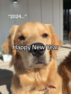 A post by @thegoldennamedbentley on TikTok caption: Happy New Year from Berk and Bent! #2025 #fyp #happynewyear 