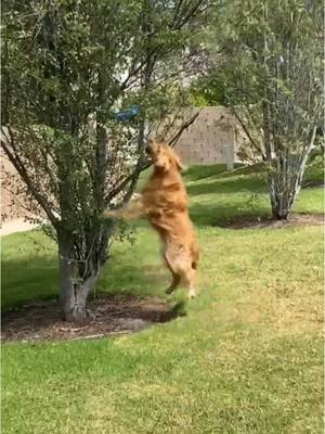 A post by @chubbsthegolden on TikTok caption: never met a frisbee i didnt like  #goldenretriever #frisbee #jumpman 