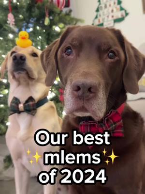 A post by @good.boy.ollie on TikTok caption: Here’s to another year of mlems 💕 we love you all!