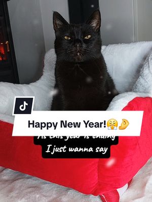 A post by @kitty.theduchess on TikTok caption: Happy New Year!😤✨️🤌 #funnyvideos #funnycats #catmemes #catsoftiktok #kittytheduchess #happynewyear #CapCut 