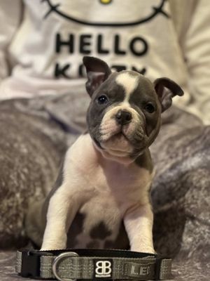 A post by @ukfullybully on TikTok caption: Ending this year with these absolute beauties has been a absolute pleasure. 7 Weeks old Friday the 3rd  . . #fortheworld #witness #fyp #microbullybreeder #exoticbullymicro #microexoticbully #exoticbully #bluebully 