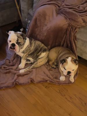 A post by @oaklandtakesover on TikTok caption: My brotha #fyp #bulldog #cuteanimals 