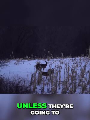 A post by @theaveragehunteroutdoors on TikTok caption: Understanding Deer Movement: Key Factors for Successful Hunting Discover how unpressured food sources influence deer movement during winter. We explore the impact of agricultural practices and seasonal changes, helping you optimize your hunting strategy and ensure a fruitful season. Don't miss out on these vital insights for serious hunters! #DeerHunting #HuntingStrategy #WildlifeMovement #AgricultureImpact #WinterHunting #OutdoorAdventure #HuntingTips #WildlifeManagement #DeerBehavior #SustainableHunting