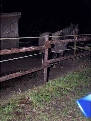 A post by @annaroediger on TikTok caption: Silvesternacht mit den Pferden. 🎆🐴#equestrian #silvester #pferde #raketen #offenstall 