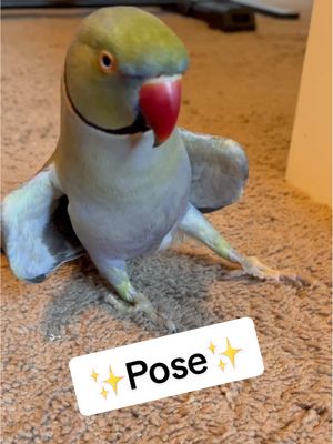 A post by @beakerbeak on TikTok caption: ✨Posing✨ our way into the new year! 🎊 #happynewyear #2025 #birdsoftiktok #parrotsoftiktok #talkingbird #talkingparrot #cuteanimals #funnyanimals #couple #couplegoals #newyear #pose 