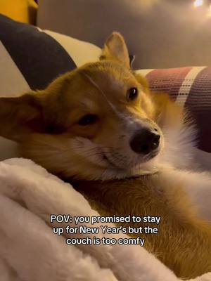 A post by @chopacorgi on TikTok caption: New Year's resolution: stay awake past midnight. Reality: asleep by 10 PM😂 #newyear #corgi #fyp #recomendations 