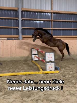 A post by @dressurprincess on TikTok caption: Was sind eure Ziele ?  #vollblüter #englischesvollblut #springreiten #fürdich #jungpferd #reitsport 