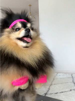 A post by @mochapom on TikTok caption: How the new year diet is going 🫢 #pomeranian #dog 