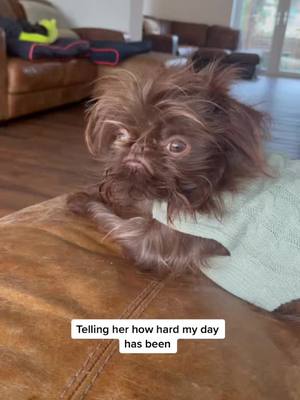 A post by @toosmallforteacups on TikTok caption: #onthisday #fyp #griffon #dog 