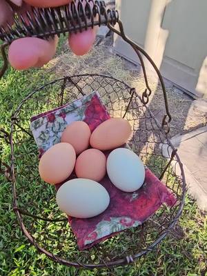 A post by @fdwhitey on TikTok caption: Getting fresh eggs.... @Nat 