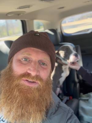 A post by @gingerbilly1 on TikTok caption: Somehow these dogs always find us…