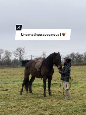 A post by @llucistar on TikTok caption: Une matinée avec nous !🤎✨ #cheval #teckel #equestrian #horse #flypad #cavaliere #teckelarlequin #llucistar #jeunecheval #welshpartbred #horsegirl 