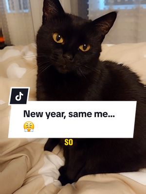 A post by @kitty.theduchess on TikTok caption: New year, same me..😤 #funnyvideos #funnycats #catmemes #catsoftiktok #kittytheduchess #Meme #MemeCut #cats #CapCut 