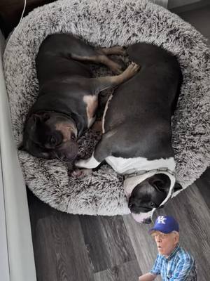 A post by @brewhausandco on TikTok caption: My lazy babies #Meme #MemeCut #memenatal #americanbullylover #nobetabullies #ABKC #americanbullyofficial #california #dogoftheday #doglover #dogs #doggie #instadogs #socal #GrandChampionBrewHaus #doglove #ChampionBanx #GrinchieGang #Grinchie #Frenchie #FrenchBulldog #viral #viralvideo #viraltiktok #viral_video #dogfyp #fyp #dogsoftiktok #parati 